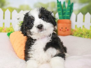 Aussie Poo-DOG-Female-BLK WHT-3604045