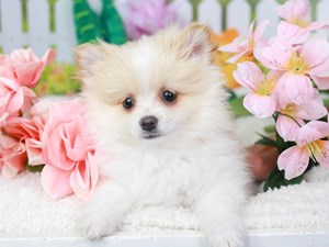 Pomeranian-DOG-Male-Cr & Wh-
