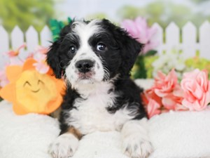 Aussie Poo-DOG-Female-BLK & WHT-3613956
