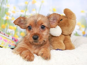 Yorkshire Terrier-DOG-Female-blk & tn-