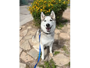 Siberian Husky-DOG-Male-BLACK/WHITE-3616727