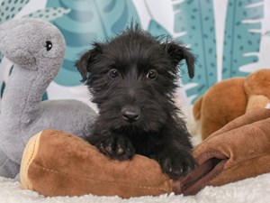Scottish Terrier-DOG-Female-Blk-3623943