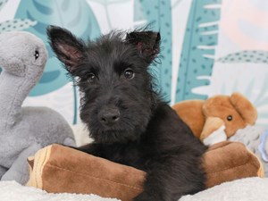 Scottish Terrier-DOG-Male-Blk-3623942