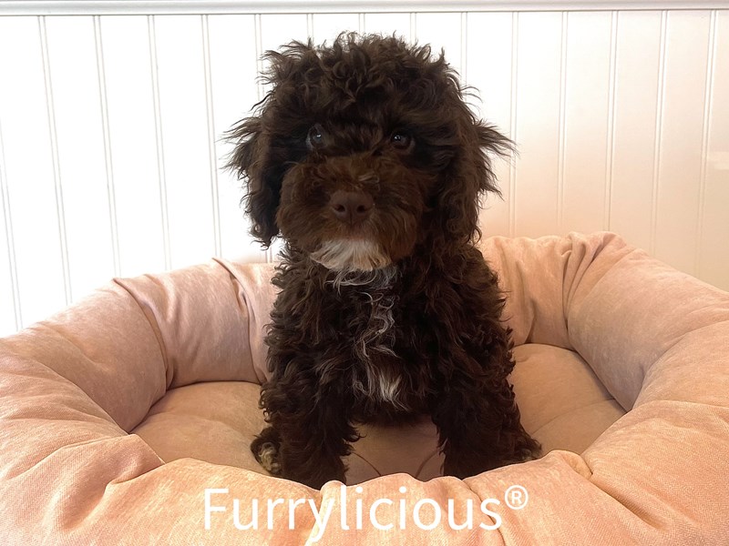 NewfyPoo Mini-DOG-Female-Chocolate-3598096-img2