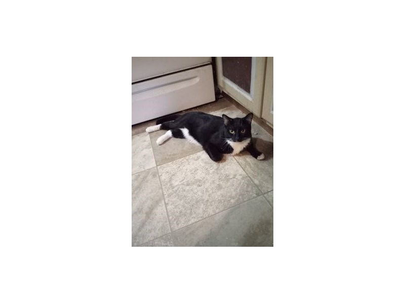 Domestic Short Hair-CAT-Male-Black, White-3635501-img2