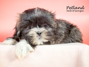Teddy-Bear-DOG-Female-3642443