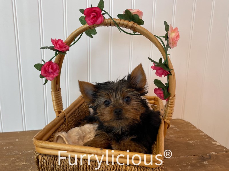 Yorkshire Terrier-DOG-Female-Black/Tan-3648310-img6