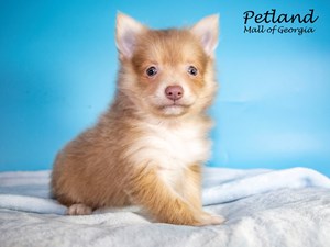 Pomeranian-DOG-Male-3652239