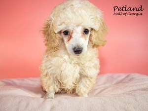 Miniature-Poodle-DOG-Female-3652196