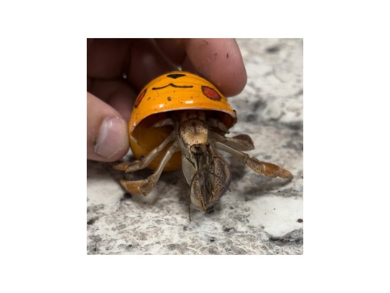common hermit crab - 5493 Image #2