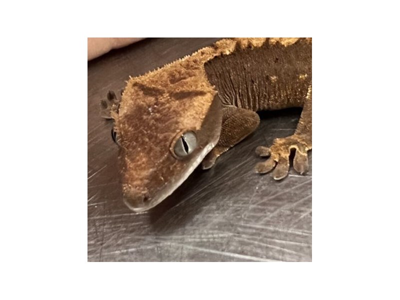 Crested Gecko - 5487 Image #2