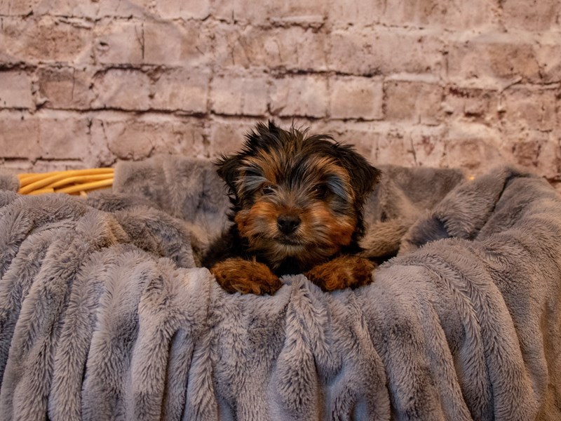 Yorkshire Terrier-DOG-Male-Black and Gold-3660608-img1