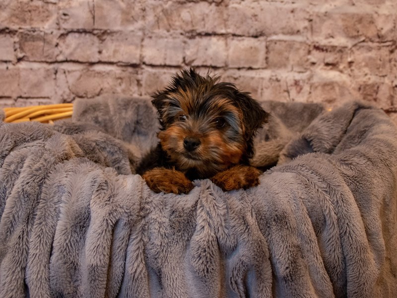 Yorkshire Terrier-DOG-Male-Black and Gold-3660608-img2
