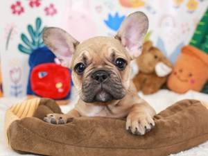 French Bulldog-DOG-Male-fwn, wh chest-