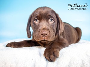 Labrador-Retriever-DOG-Male-3661729