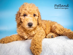 Miniature-Poodle-DOG-Male-3661746