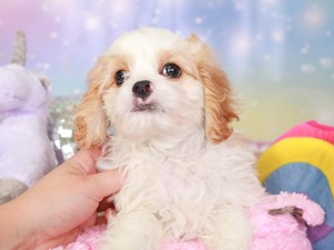 Cavapoo-DOG-Male-Red & wh-3671371