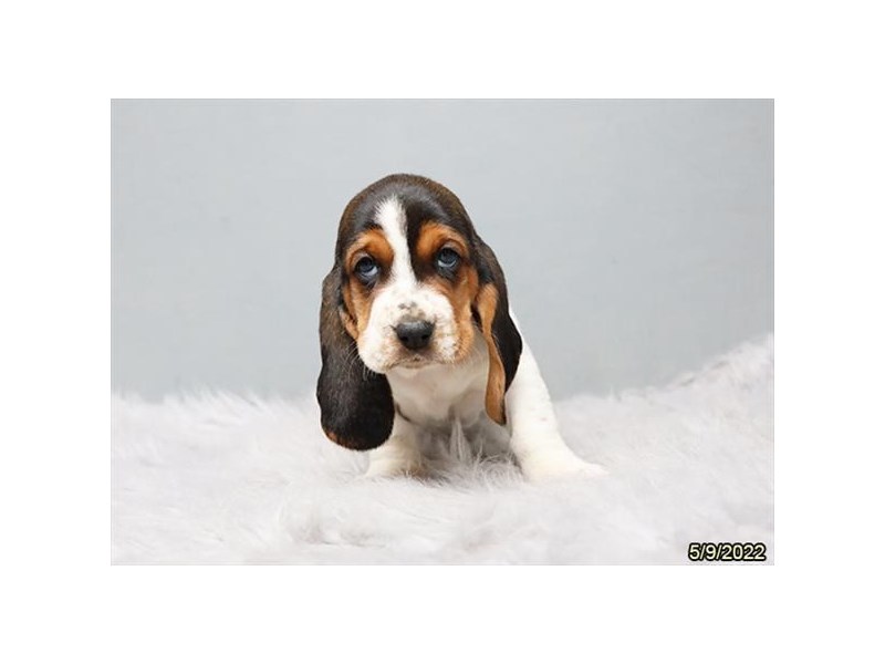 Basset Hound-DOG-Female-Tri-Colored-3673701-img1
