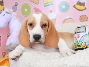 Beagle-DOG-Male-lemon & wh-