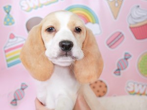 Beagle-DOG-Female-lemon & wh-