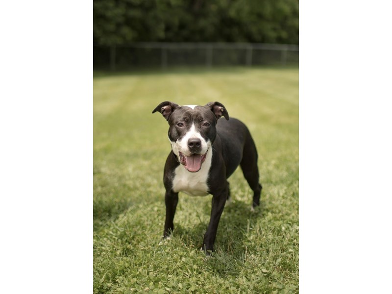 American Pit Bull Terrier-DOG-Female-Black,White-3585304-img4