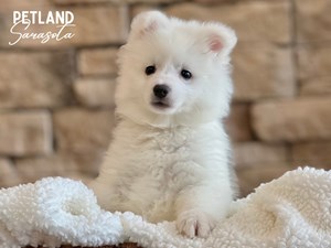 American-Eskimo-DOG-Female-3681641