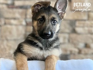 German-Shepherd-DOG-Male-3665105