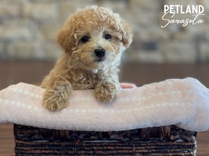 Miniature-Poodle-DOG-Female-3672743
