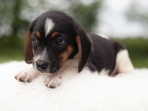 Beagle-DOG-Female-3688794