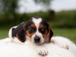 Beagle-DOG-Male-3688797
