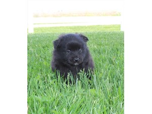 Pomeranian-DOG-Female-3688816