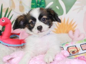 Papillon-DOG-Male-White and Sable-3687915