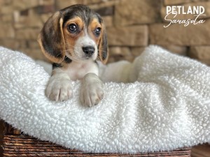 Beagle-DOG-Male-3691174