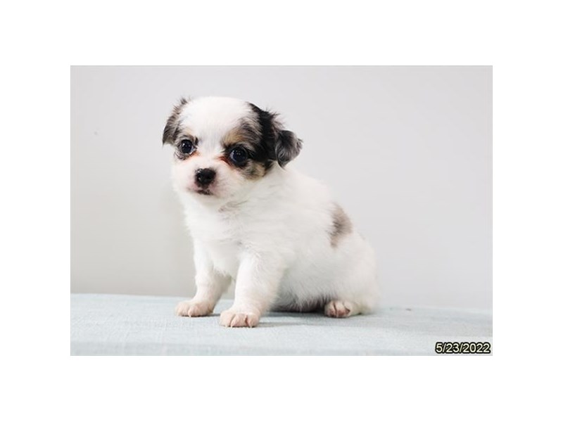 Chihuahua-DOG-Female-White-3692156