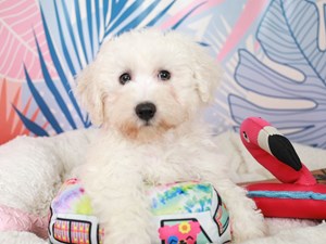 Bichon Frise-DOG-Female-White-3698157