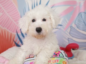 Bichon Frise-DOG-Male-White-3698155