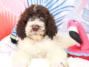 Standard Poodle-DOG-Male-Brown and White-3698008