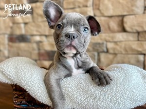 French-Bulldog-DOG-Female-3700756