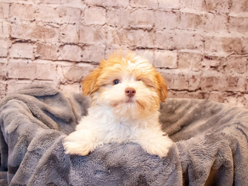 Havanese-DOG-Male-Red Sable-3706177