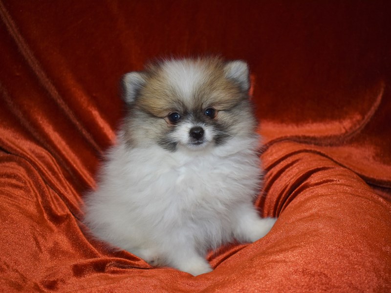 Pomeranian-DOG-Male-White and Tan-3708738