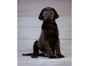 Labrador-Retriever-DOG-Female-3699136