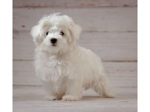 Maltese-DOG-Male-3671746
