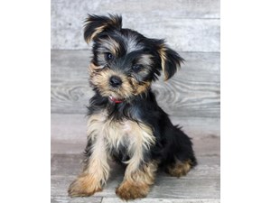 Yorkshire-Terrier-DOG-Female-3715774
