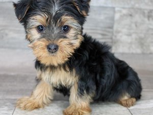 Yorkshire-Terrier-DOG-Female-3715777