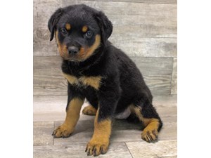 Rottweiler-DOG-Female-3715780