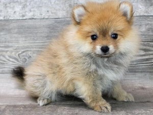 Pomeranian-DOG-Female-3715790