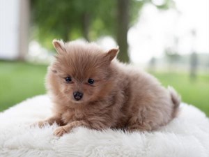 Pomeranian-DOG-Female-3716248