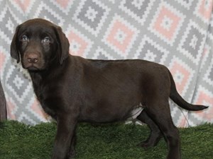 Labrador-Retriever-DOG-Male-3716251