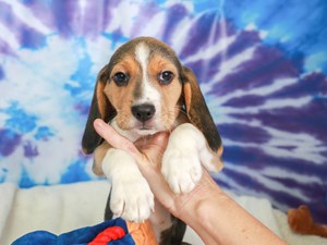 Beagle-DOG-Male-TRI-