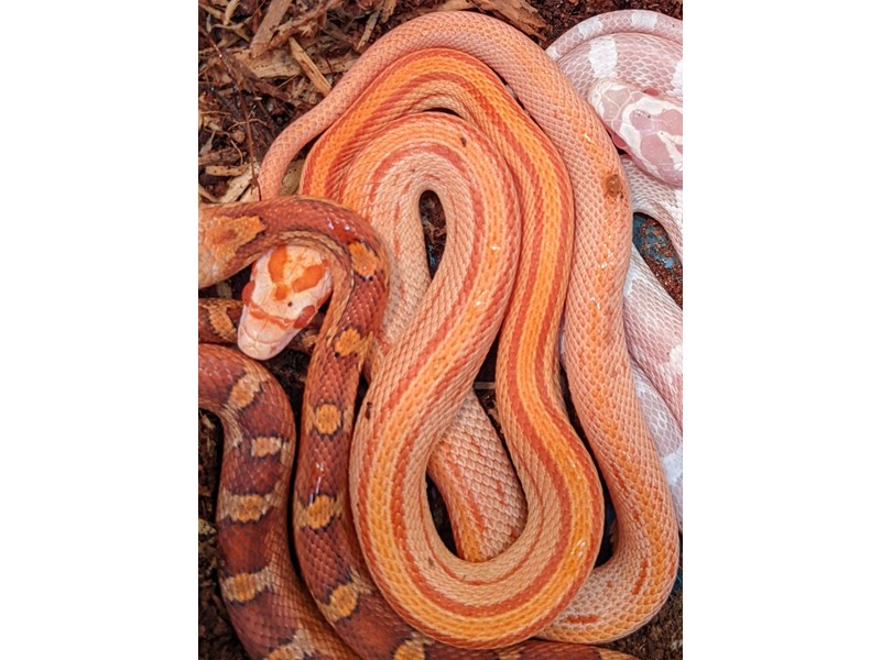 Assorted Corn Snakes - 61 Image #2